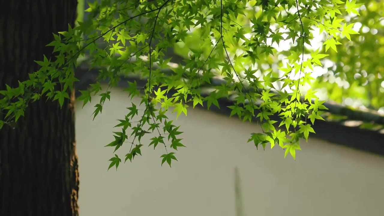 阳光透过密林照射在老房子边的枝叶上视频素材