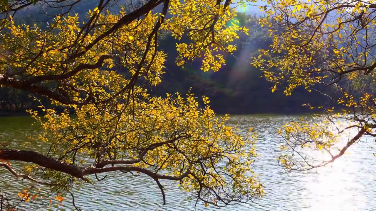 湖面上秋天的黄叶视频购买