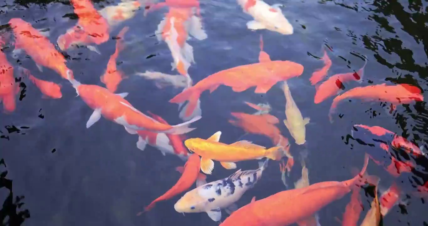 杭州径山寺许愿池锦鲤游泳慢镜头视频素材