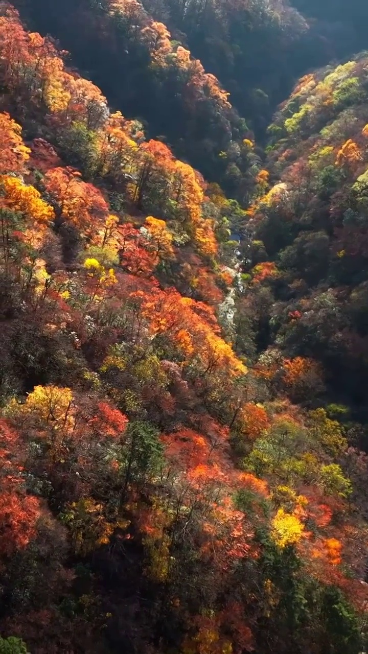 森林,秋天,自然,山,树,风景,地形,自然美,叶子,无人,天气,户外,白昼,宁静,峡谷视频下载
