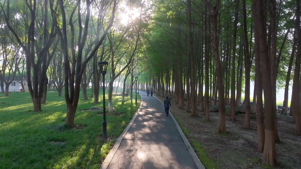 清晨苏州工业园区斜塘河边健身步道上的薄雾与耶稣光，阳光穿透树林洒落在跑步的人身上视频素材