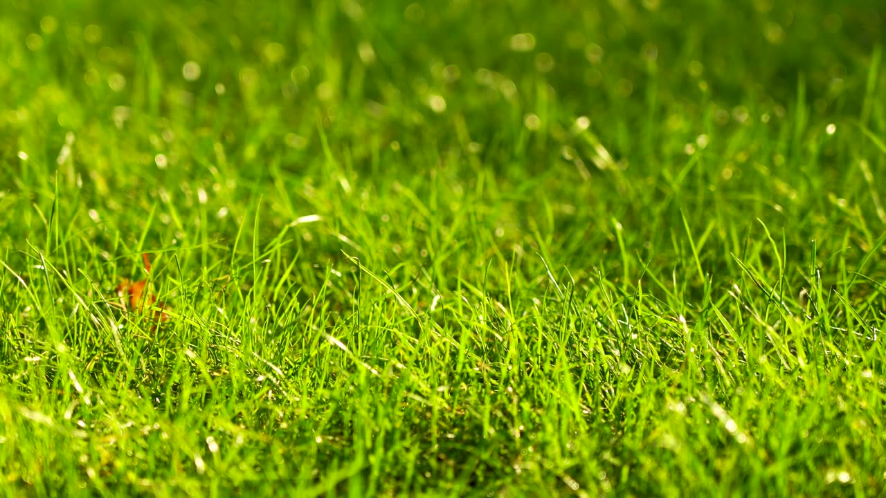 阳光和风中草地草坪清新的唯美空镜视频下载
