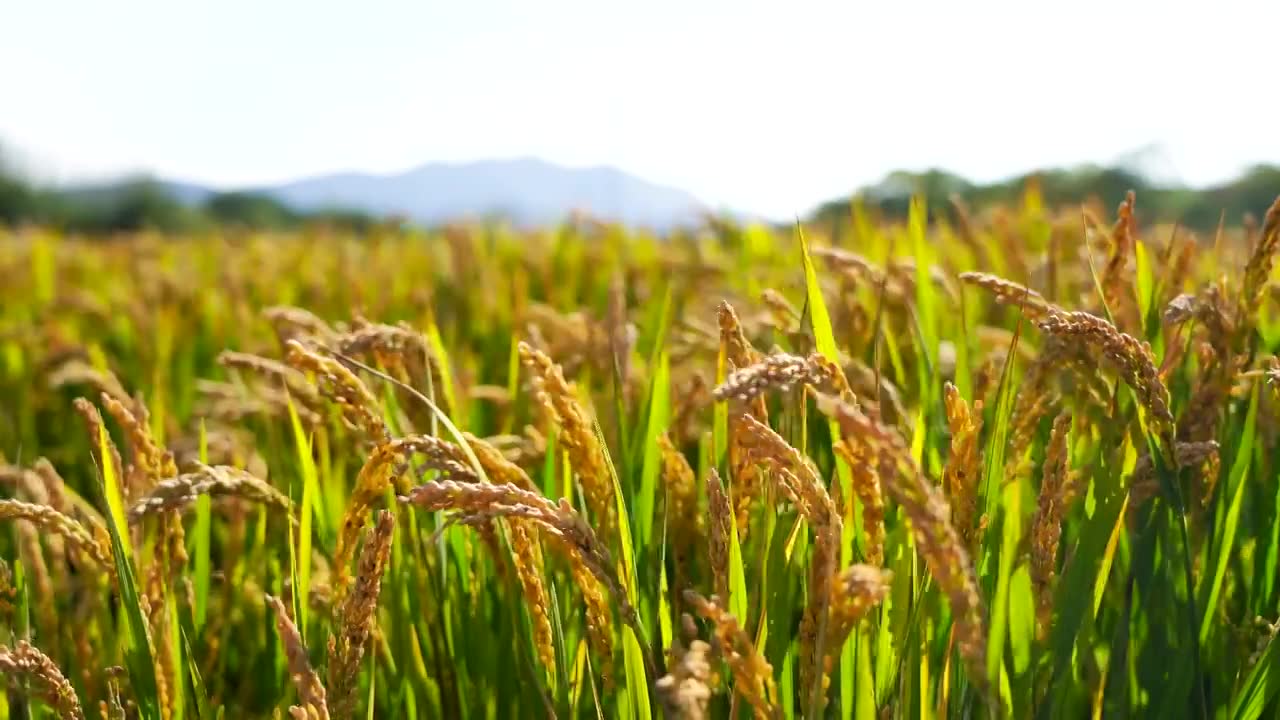 [合集]秋天水稻丰收，金色唯美的稻穗稻花稻浪视频下载