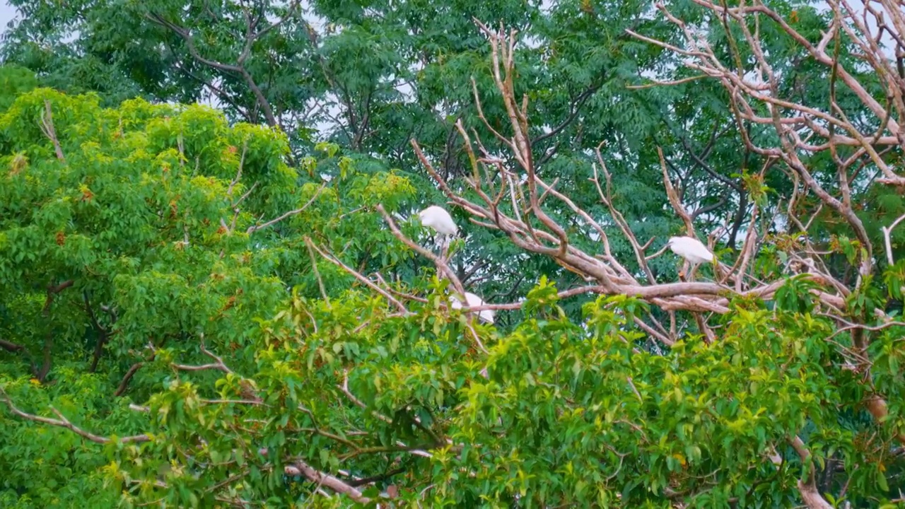 自然保护区内白鹭在枝头栖息宁静与安详使得这片树林保持其丰富的生态多样性完整的生态链呈现出生命的美丽视频素材