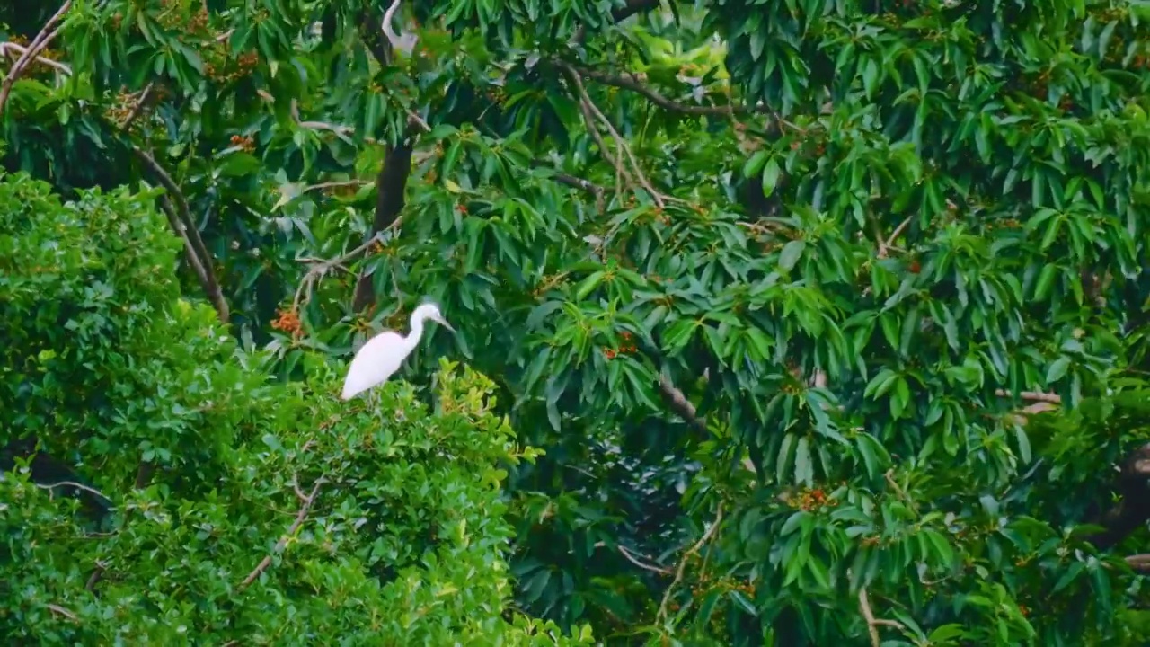 自然保护区内白鹭在枝头栖息宁静与安详使得这片树林保持其丰富的生态多样性完整的生态链呈现出生命的美丽视频下载