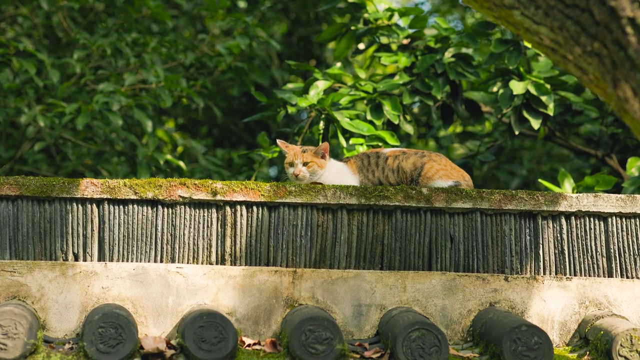 阳光透过树林照射在古风建筑围墙上的小猫视频素材