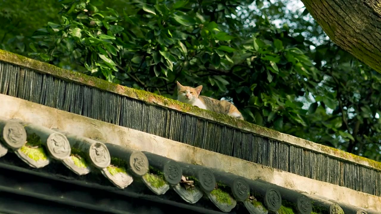 阳光透过树林照射在古风建筑围墙上的小猫视频素材