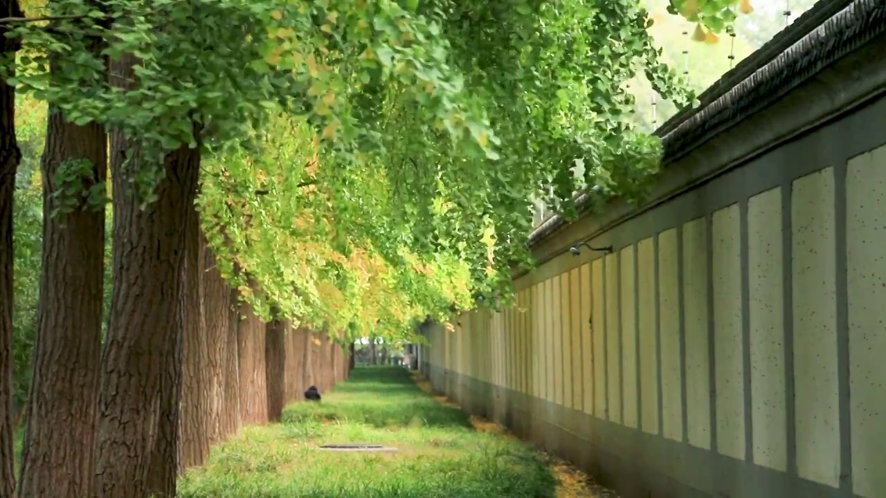 北京阜成路上的银杏树林视频下载
