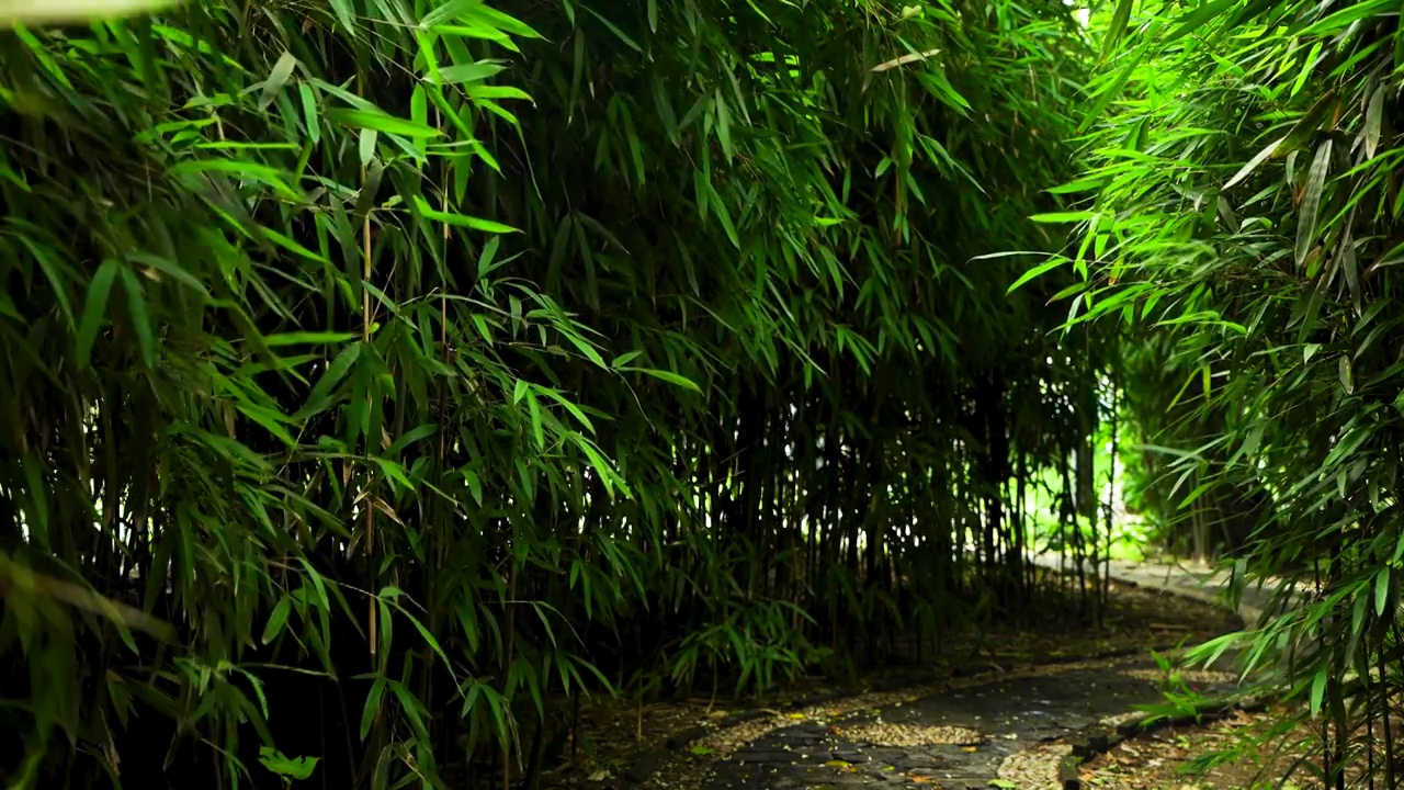 江南园林竹林竹子唯美的禅意空镜和沉浸式氛围视频下载