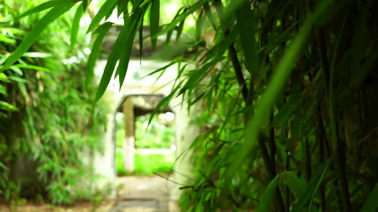 江南园林竹林竹子唯美的禅意空镜和沉浸式氛围视频下载