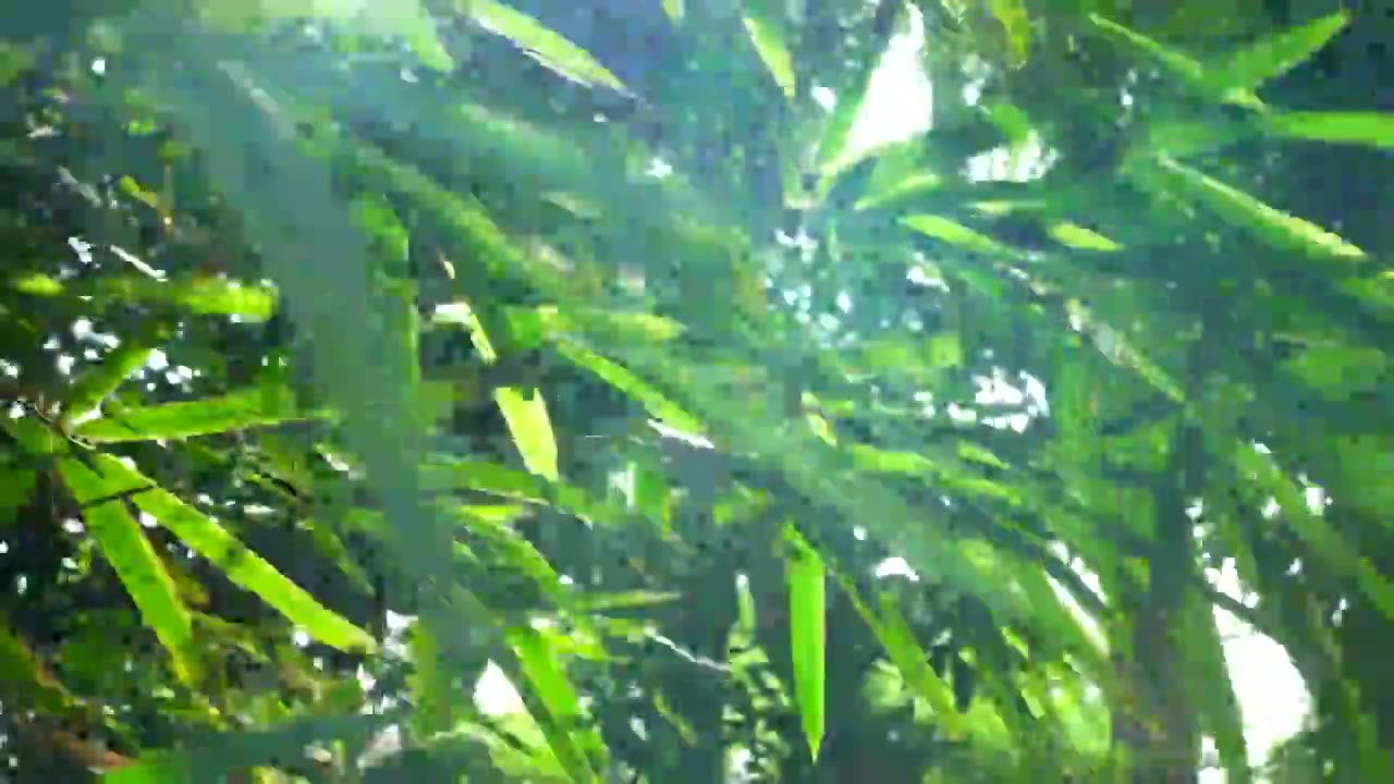 阳光下江南园林竹子竹叶逆光的炫光光影视频下载