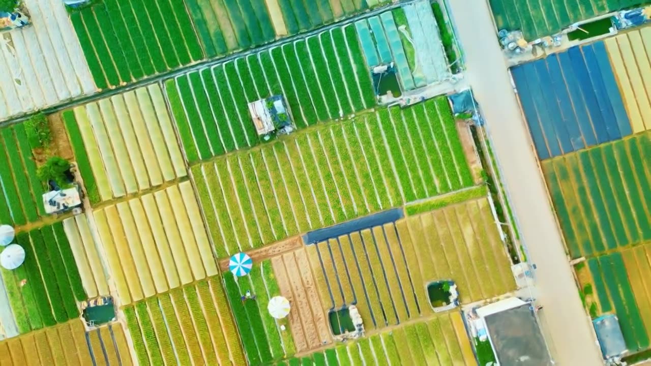 航拍美丽蔬果基地田园风光现代化种植技术实现对蔬菜生长全过程的监控和精细化管理，提高菜园生产效益质量视频下载