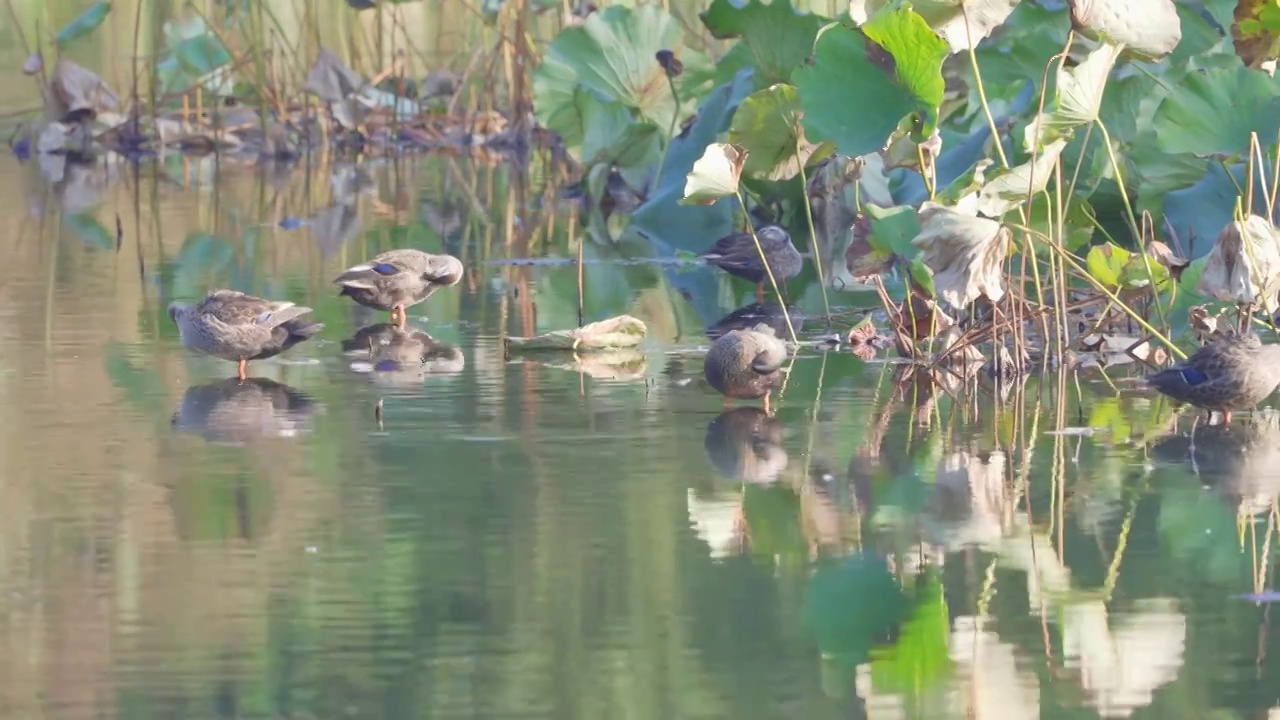 浙江杭州西湖曲院风荷中整理羽毛的鸭子视频下载