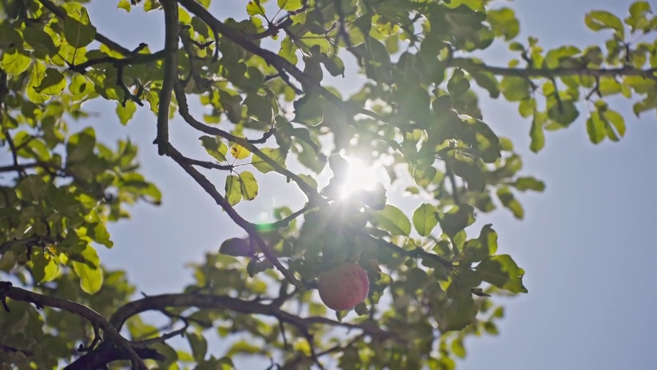 新都桥的苹果树和阳光视频下载