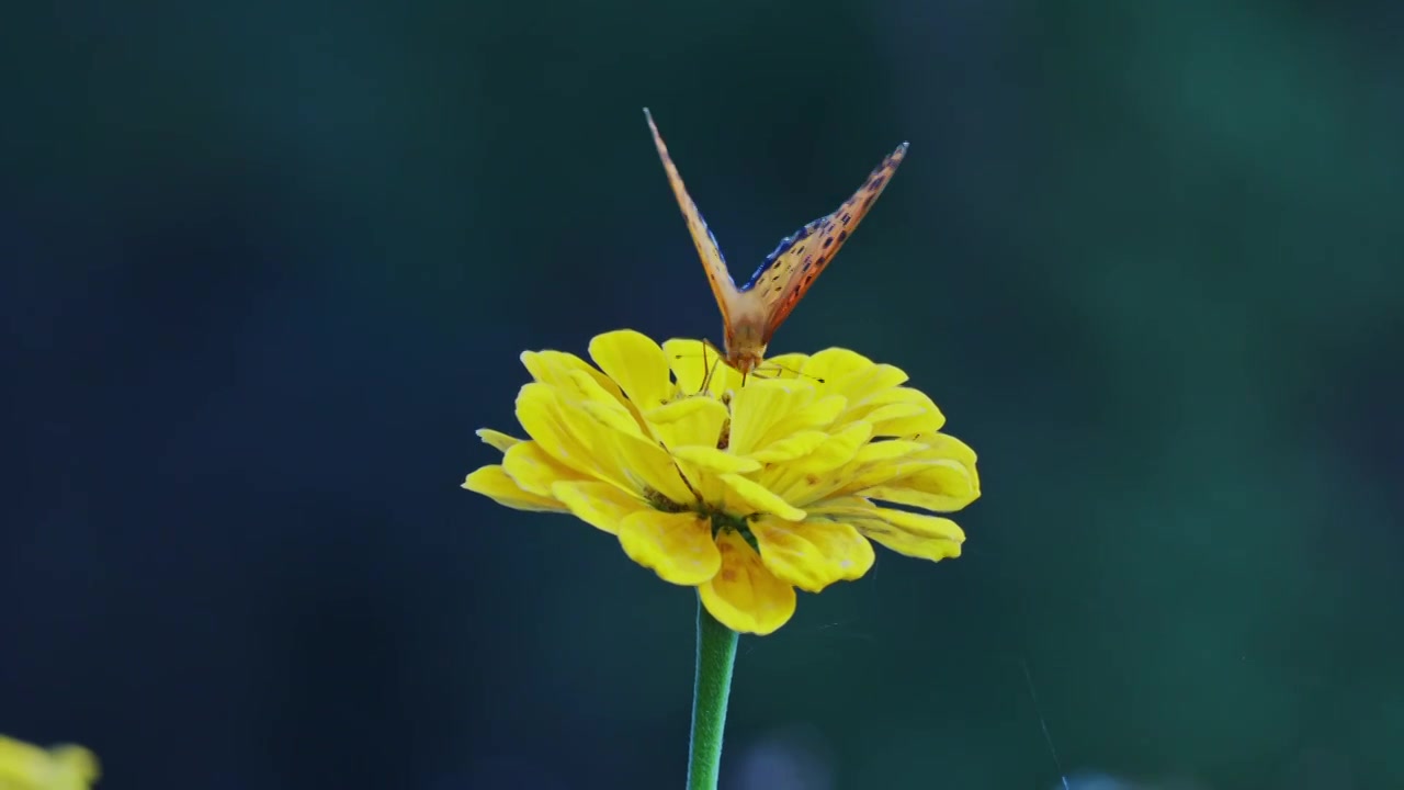 蝴蝶在花头上授粉特写镜头视频下载