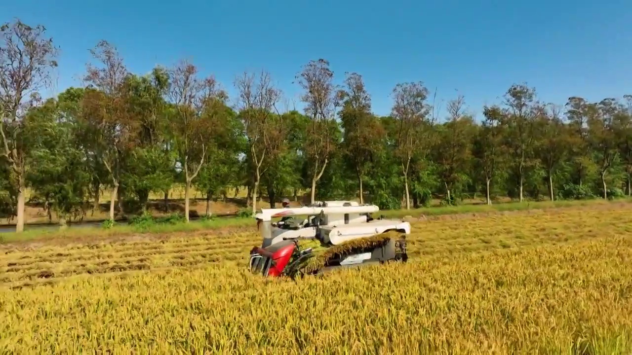 航拍联合收割机收割水稻视频下载