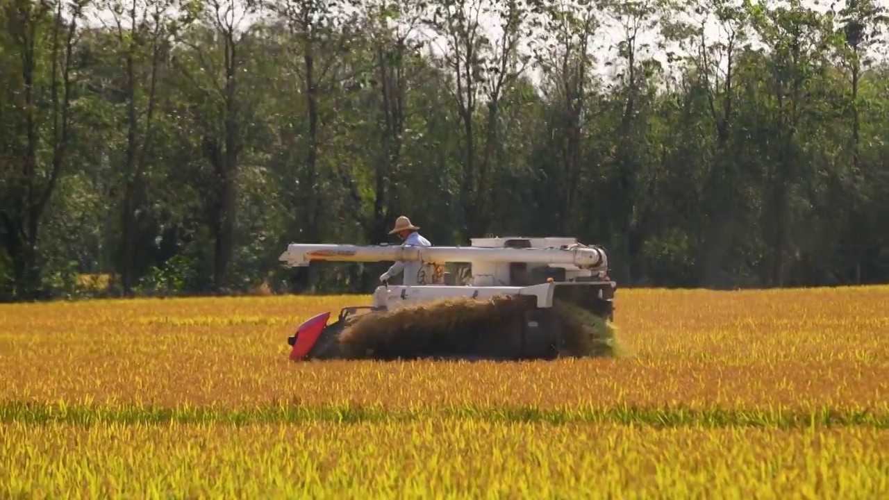 农民使用联合收割机收割水稻视频下载