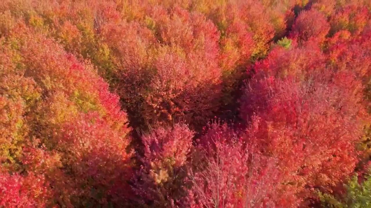 秋天枫叶林航拍视频素材