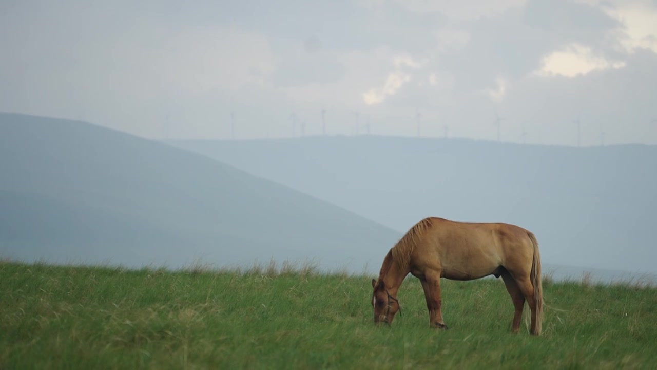 马在山上吃草视频下载