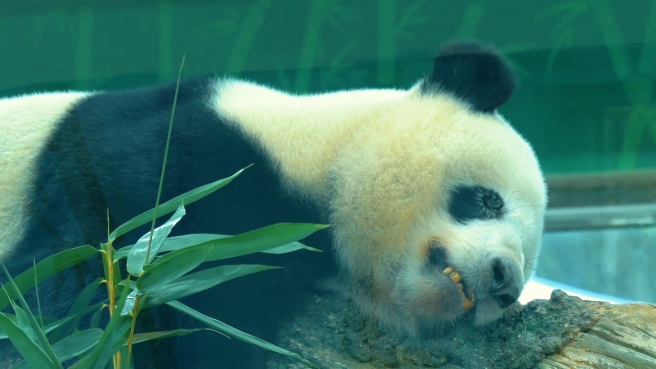 熊猫正在熟睡可爱姿态像柔软毛球令人忍不住想上前抚摸拥抱四肢有时候会微微抽搐，非常有趣中国国宝大熊猫视频下载