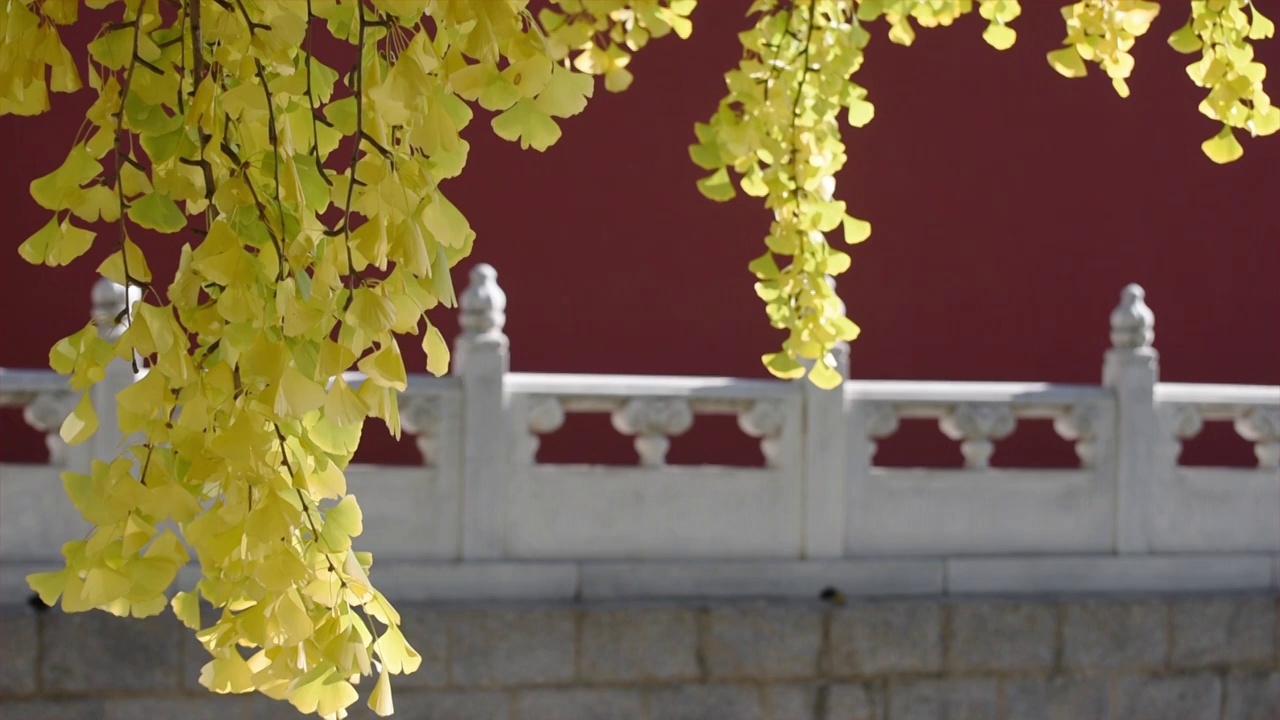 金秋古建红墙前的银杏叶实时视频视频下载