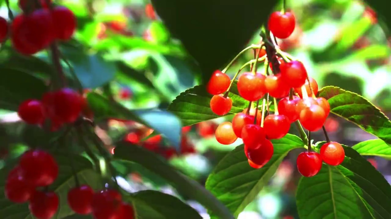 山东省青岛崂山成熟的樱桃视频下载