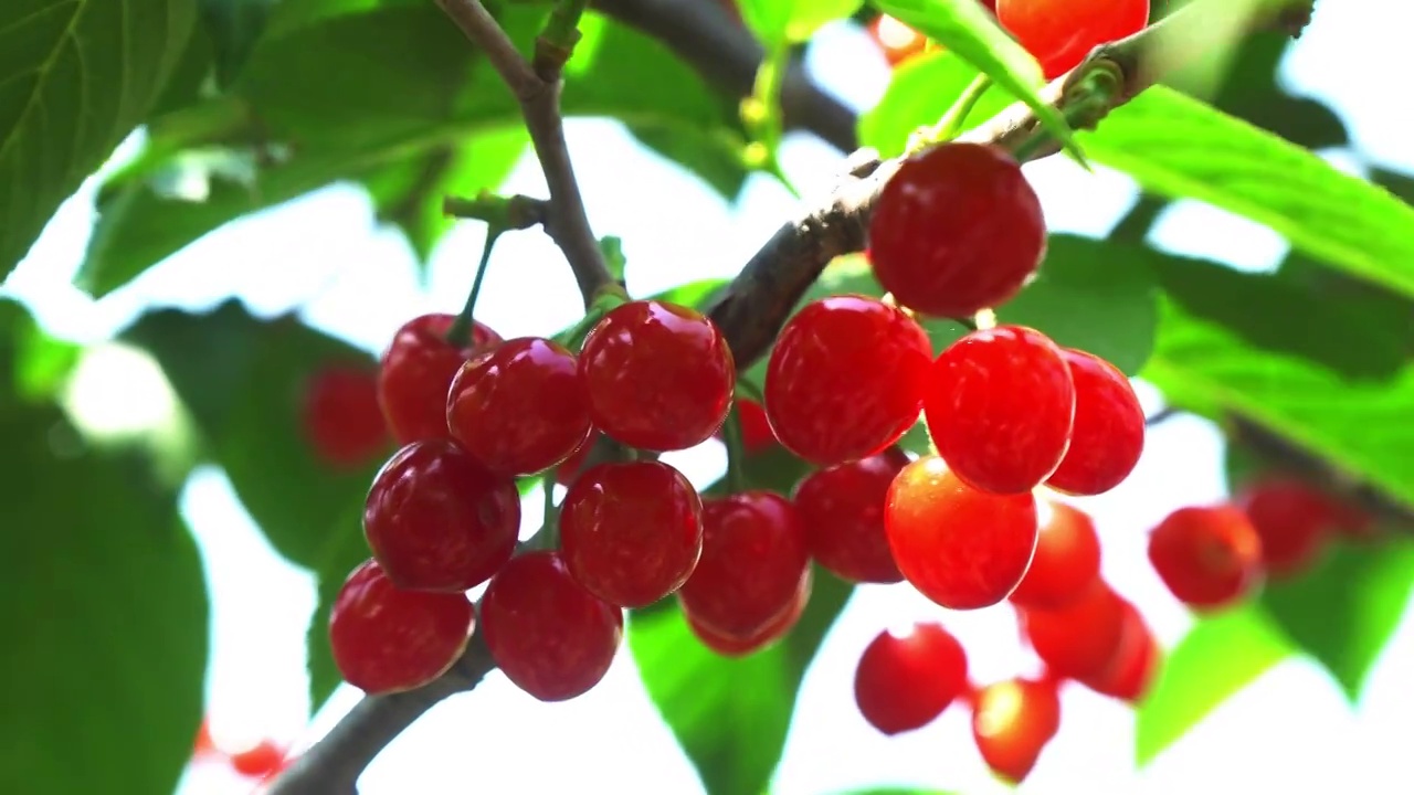 山东省青岛崂山成熟的樱桃视频下载
