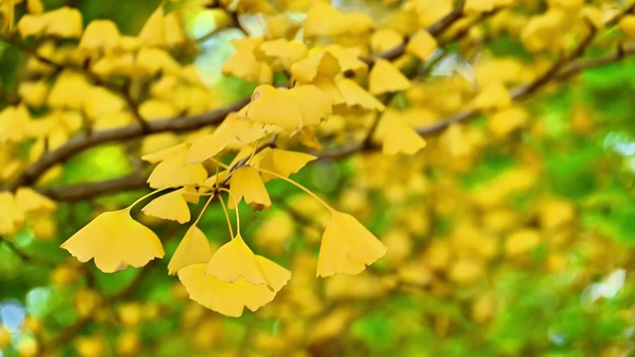 北京秋天黄色的银杏叶视频下载