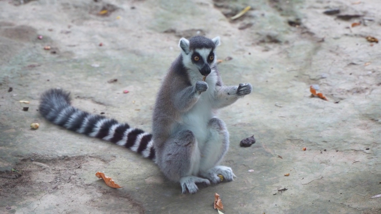 环尾狐猴在地上吃东西视频素材
