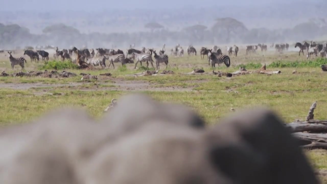 草原上的角马和大象视频下载