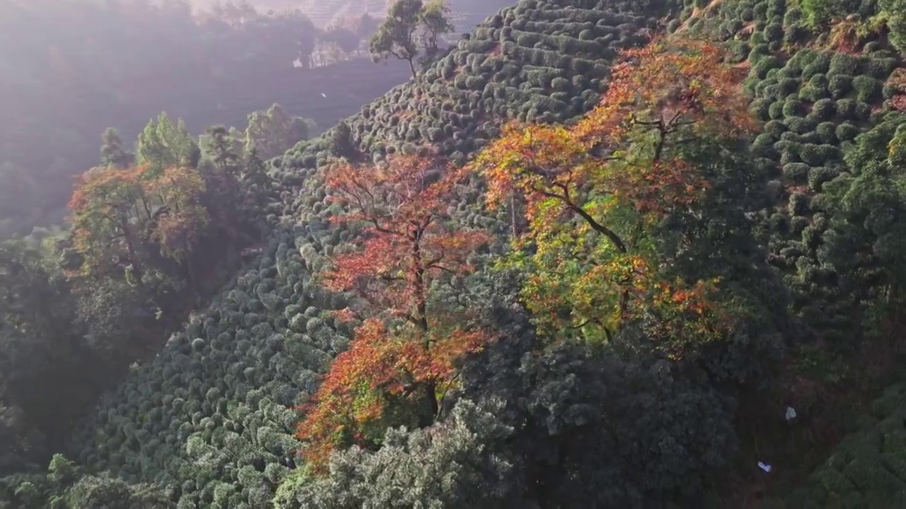 秋天晨光里的绿茶园视频素材