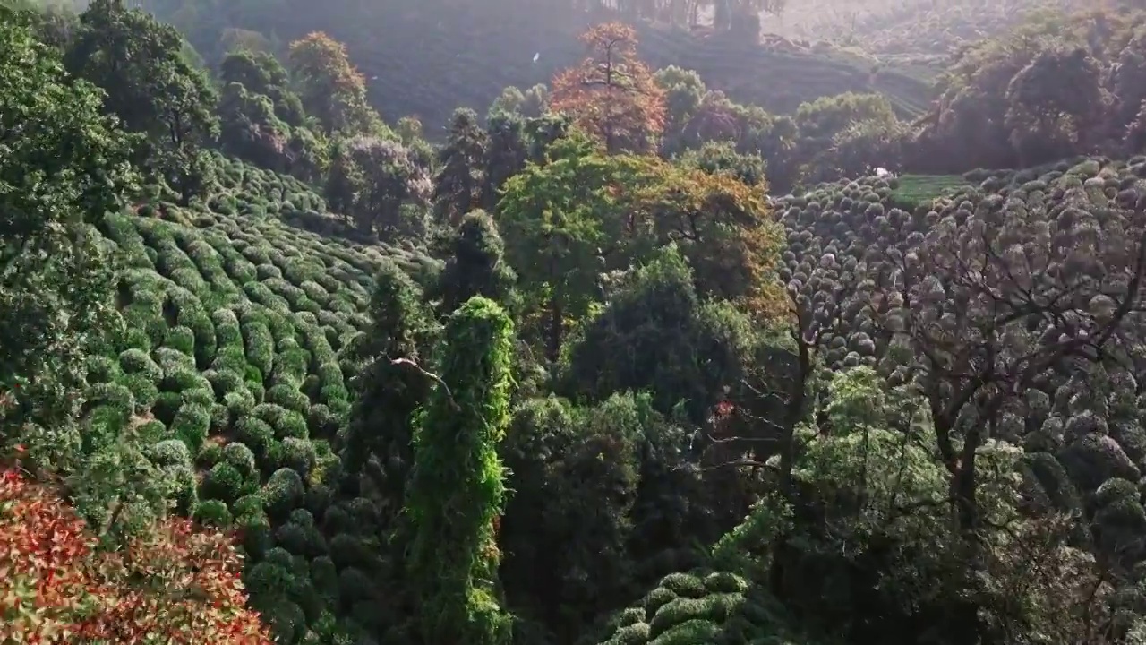 秋天晨光里的绿茶园视频素材