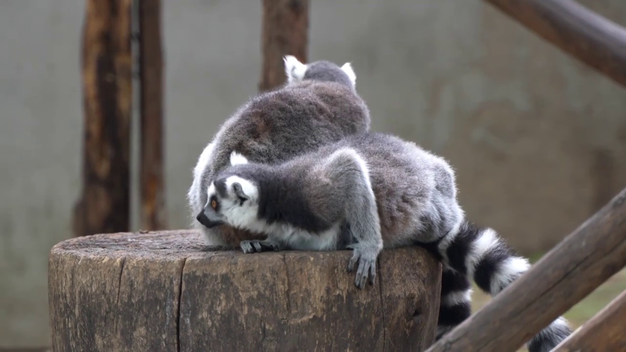 两只环尾狐猴在木桩上张望休息视频素材