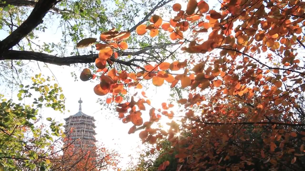 北京丰台区秋日森林中的永定塔视频下载