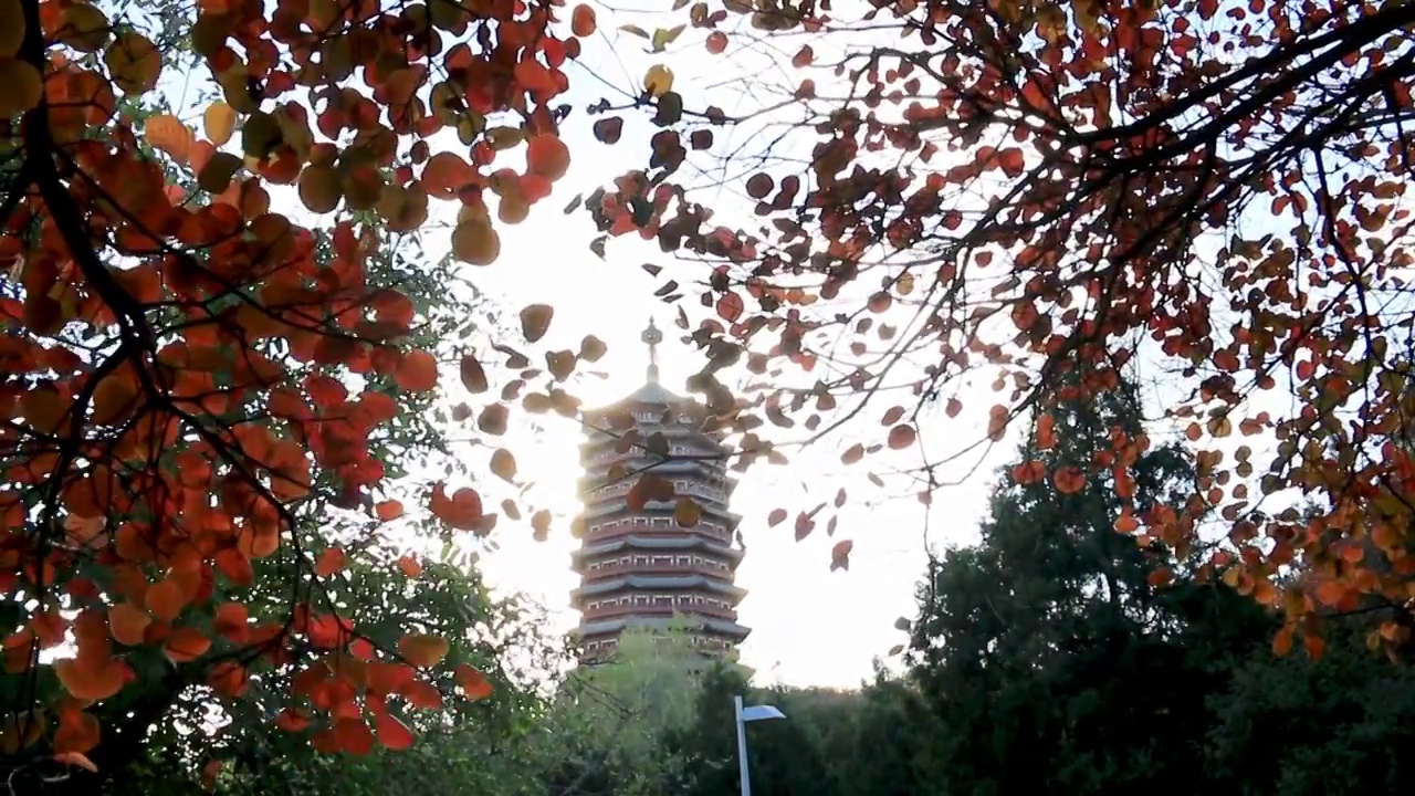 北京园博园秋冬季红叶视频下载