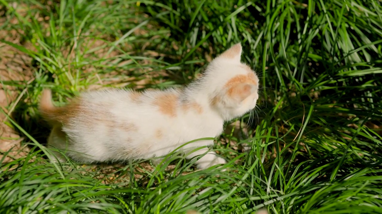 阳光下草丛中出生不久的小猫幼崽嬉戏跳跃玩耍，时不时投来注视的眼神视频素材