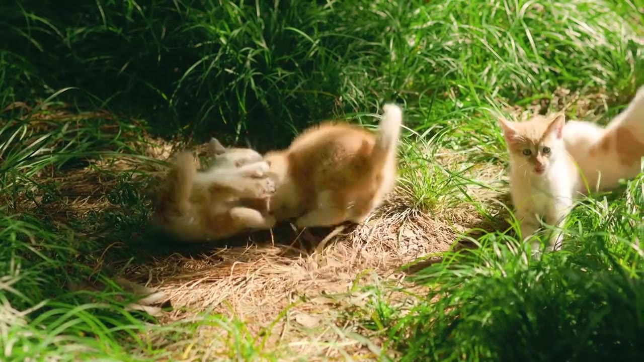 阳光下草丛中出生不久的小猫幼崽嬉戏跳跃玩耍，时不时投来注视的眼神视频素材
