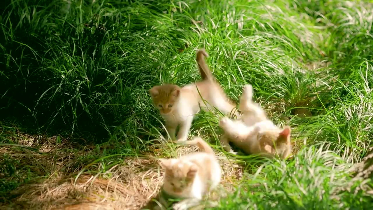 阳光下草丛中出生不久的小猫幼崽嬉戏跳跃玩耍，时不时投来注视的眼神视频下载