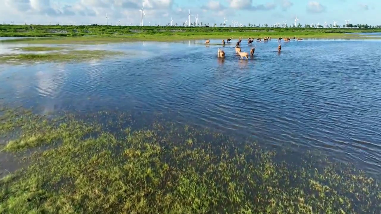 在大丰滩涂湿地保护区内，拥有众多自然资源，麋鹿湿地国家自然保护区使江苏省沿海滩涂湿地闻名世界。视频下载