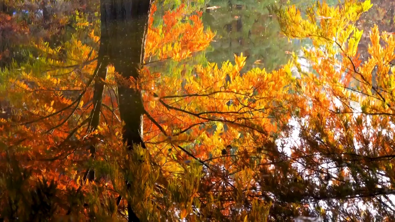秋天南京燕雀湖水杉树金黄色的水中倒影视频下载