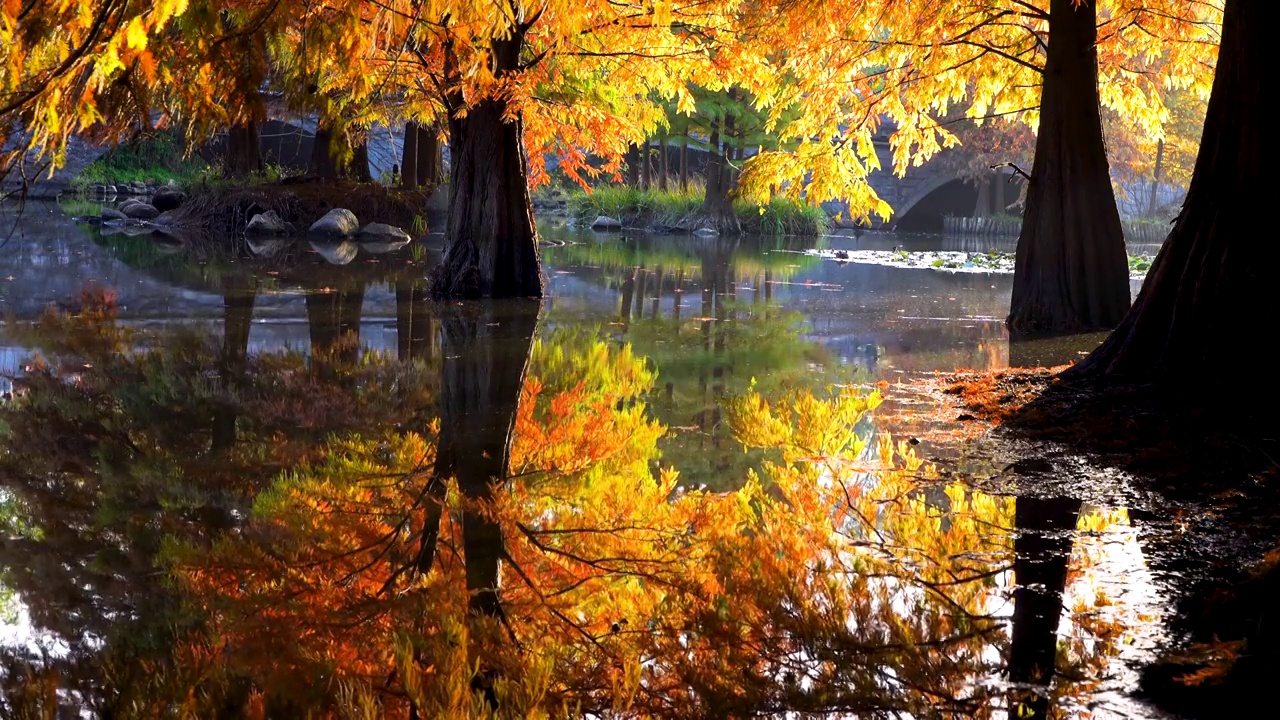 秋天南京燕雀湖水杉树金黄色的水中倒影视频下载