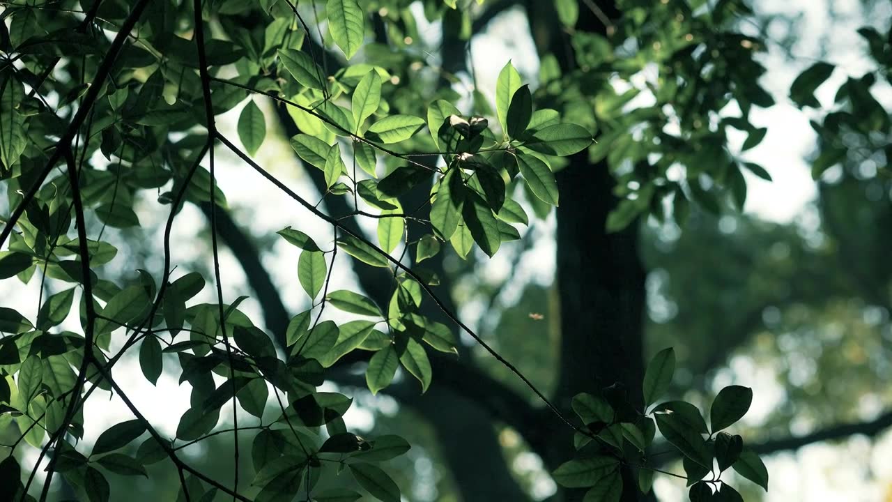 阳光穿过密林的缝隙照射树枝的枝叶上视频下载