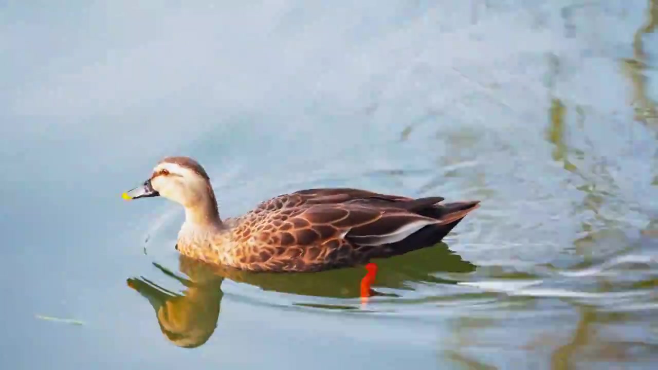 浙江杭州西湖水面上的鸭子视频下载