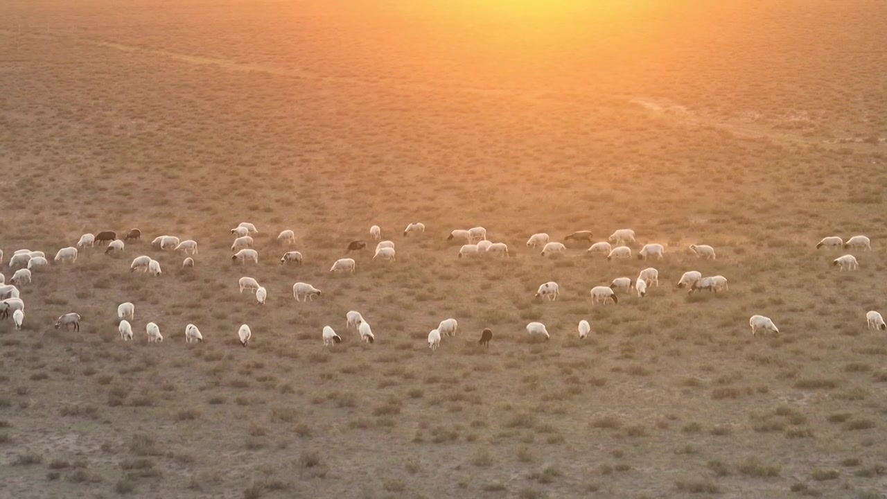 航拍傍晚在唯美夕阳下戈壁滩上吃草的宁夏滩羊群视频下载
