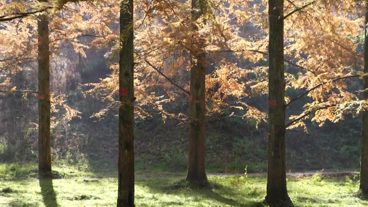 湖北恩施州利川小河水杉植物园秋色视频素材