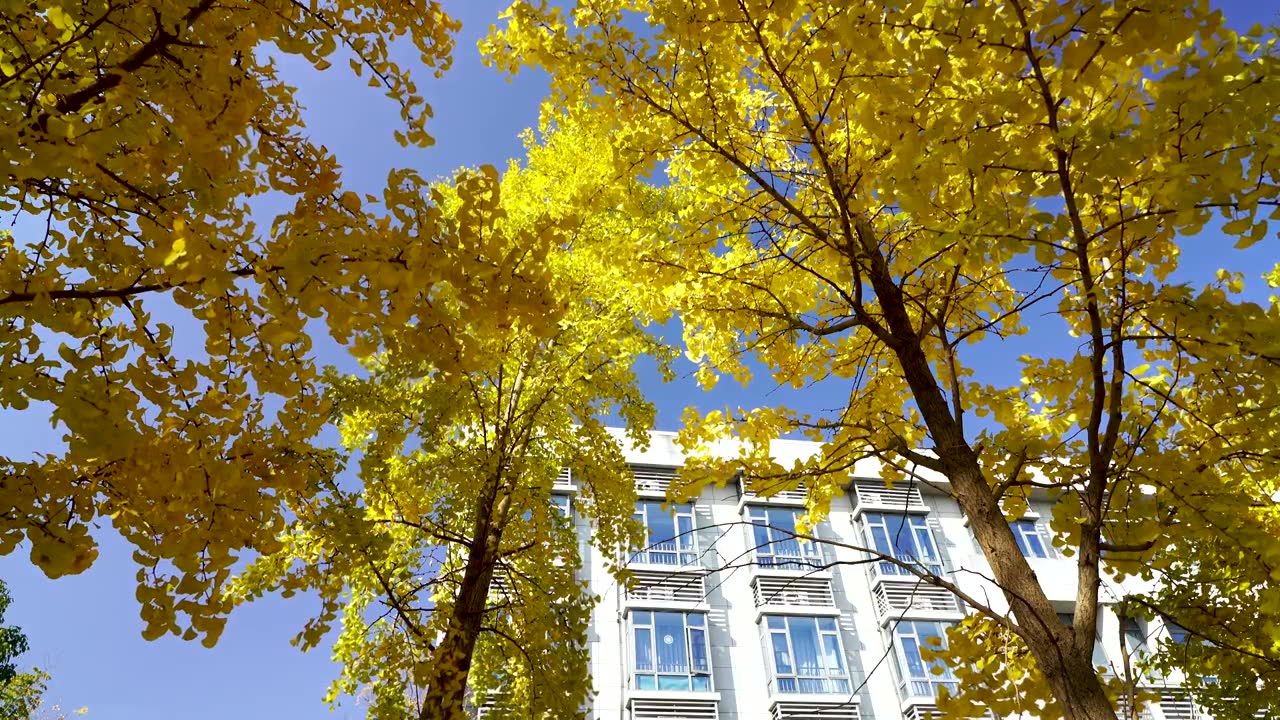 小区庭院内的金黄色银杏叶秋色，房地产小区美好生活场景视频下载