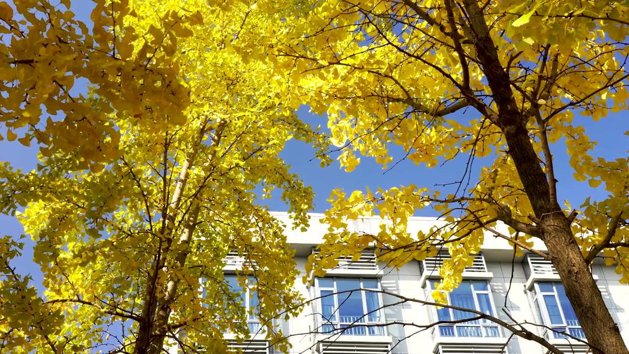 小区庭院内的金黄色银杏叶秋色，房地产小区美好生活场景视频下载