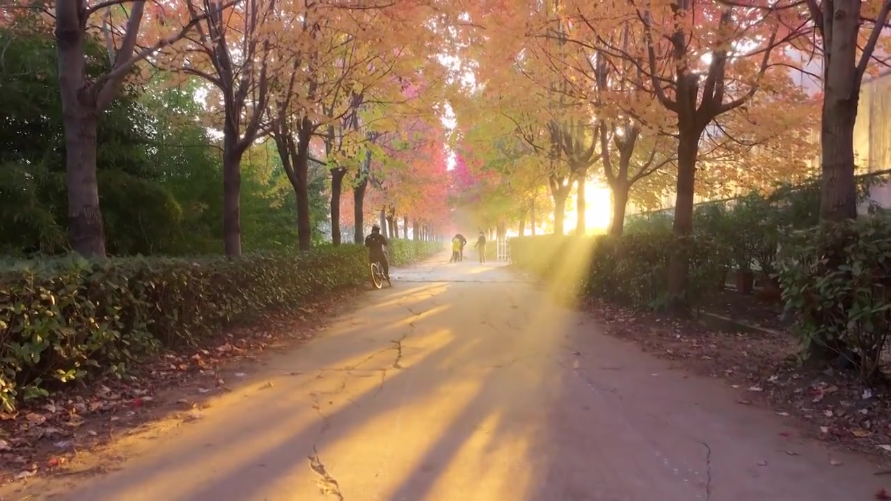 苏州工业园区阳澄湖半岛秋天清晨红枫与耶稣光风景视频下载