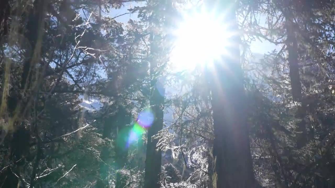 森林中听雪落下的声音 阳光星芒视频购买