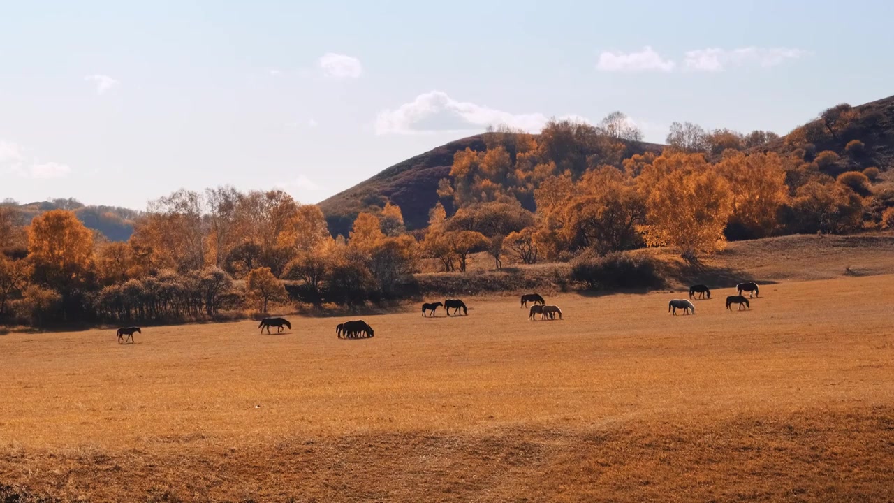 内蒙古乌兰布统景区坝上草原的马群视频下载
